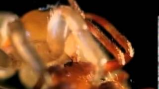 Spider.avi