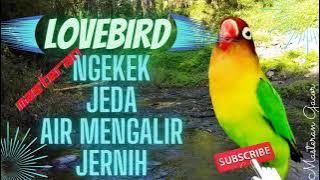 Lovebird Bird Sounds Pause Water flows
