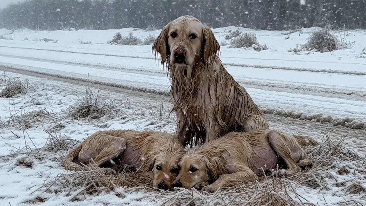 The mother dog hugged her two poor puppies in the snow and rain ...