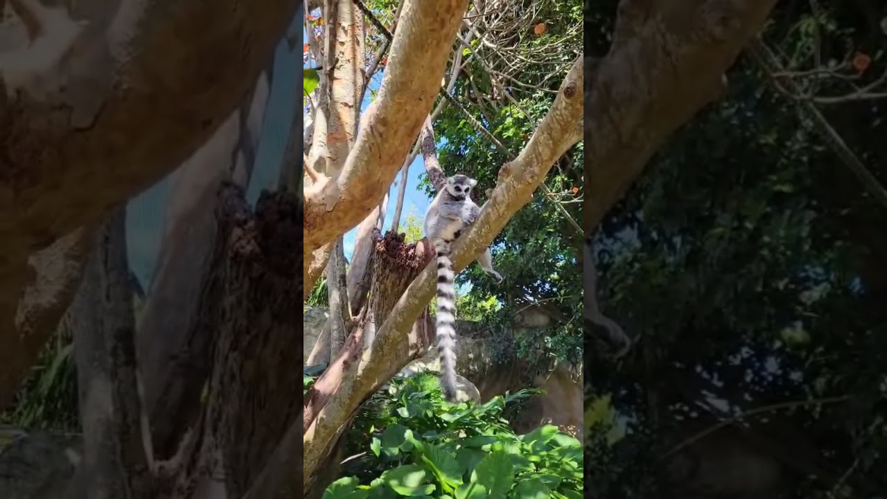 Free range Lemurs in Bermuda 🇧🇲 