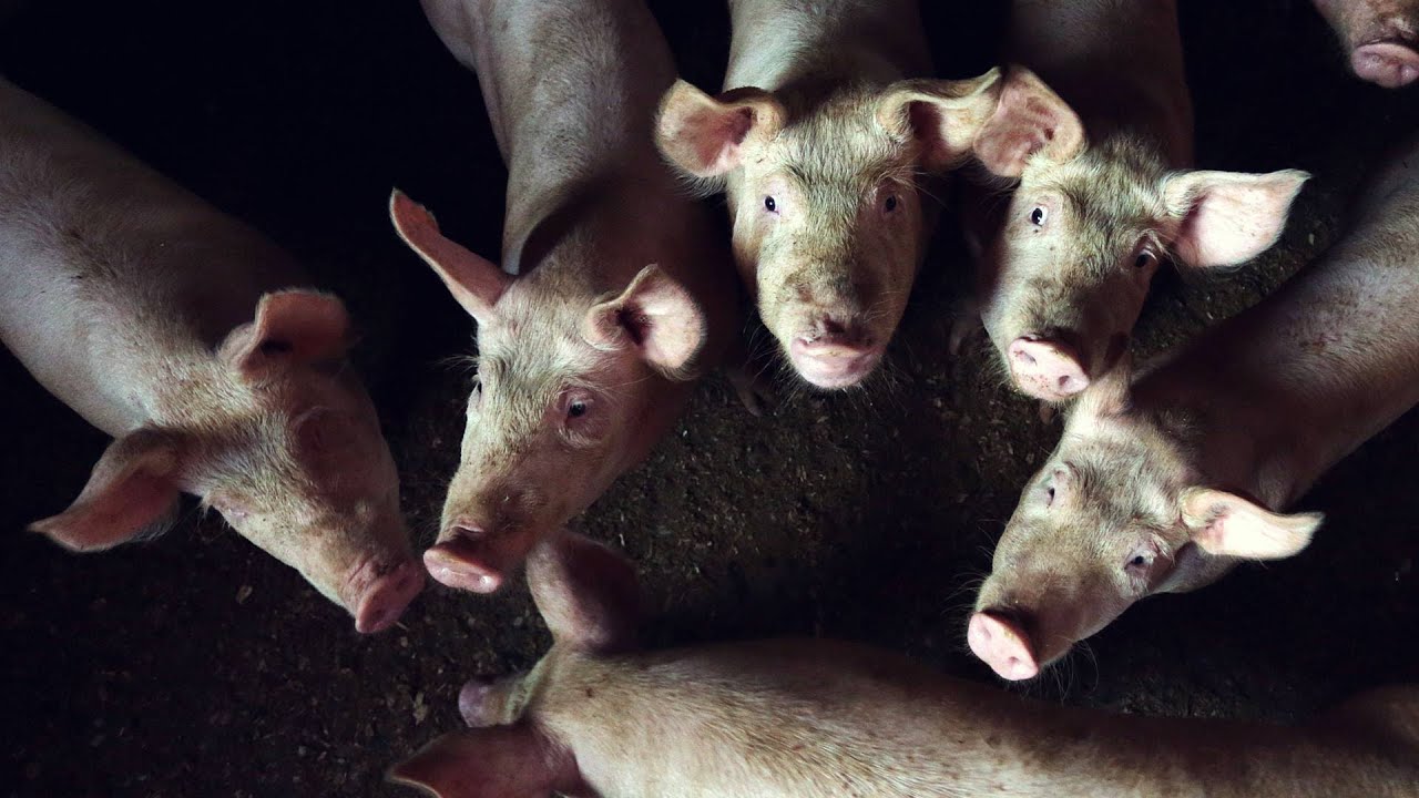 Plodovi zemlje, 1. ožujka 2026.