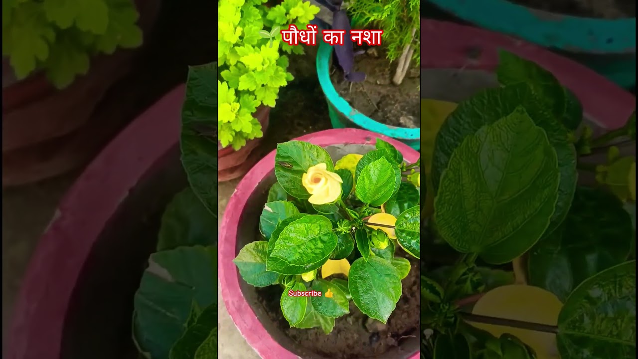 Terrace garden 🪴🌱 पौधों का नशा भी बढ़ता चला जाता है 👍💯 ||#garden #plants #minivlog #trending #shorts