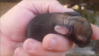 Homesteading -Talking About Breeding Rabbits screenshot 4