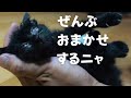 【全てを受け入れる賢い子猫】@taipi 【切り抜き】