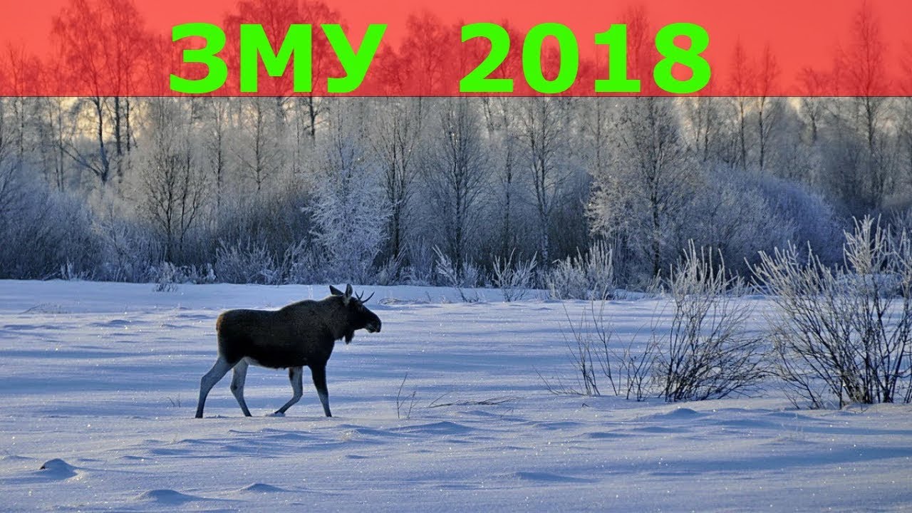 Зимний маршрутный учет 2018  ЗМУ 2018