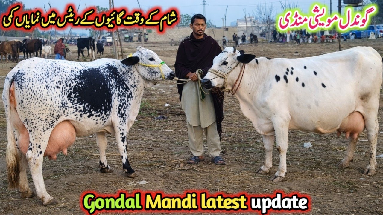 Gondal Mandi latest update 5Feb 2026!jersey cow for sale latest!best Sahiwal cow for sale!