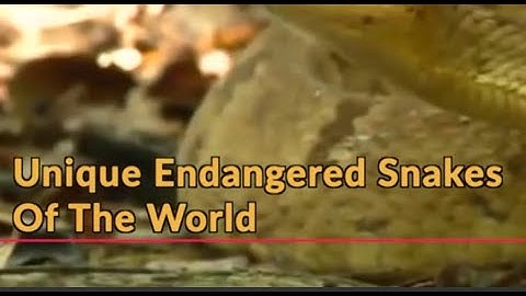 Unique Endangered Snakes Of The World