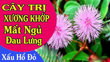 Cây Xấu Hổ Đỏ - Trị Đau Lưng, Đau nhức xương khớp Khớp, Mất Ngủ Rất Hay