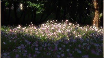 سورة الانبياء آلايات 7 الاولى مكررة صوتُ المنشاوي