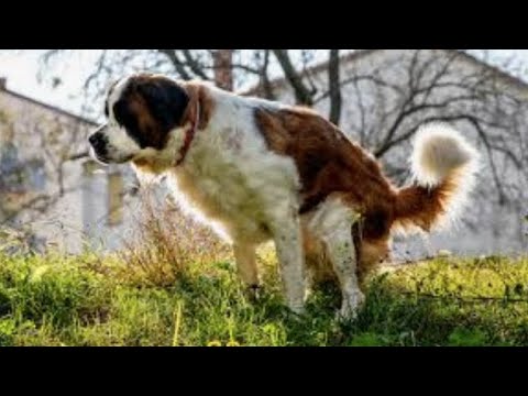 SQUEEZING DOG POOP WITH MY HAND