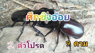 ศึกชิงอ้อย EP.7 ด้วง 2 ตัวโปรด ชนจนเขาบิ่น.