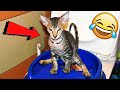 Я РЖАЛ ЦЕЛЫЙ ЧАС / СМЕШНЫЕ ЖИВОТНЫЕ 2020 / ПРИКОЛЫ С КОТАМИ / ЛУЧШИЕ ПРИКОЛЫ с Животными