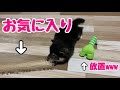 【豆柴】買った玩具が全然遊ばれない件【選ばれたのは○○でした】A puppy who can't play with the toys he bought