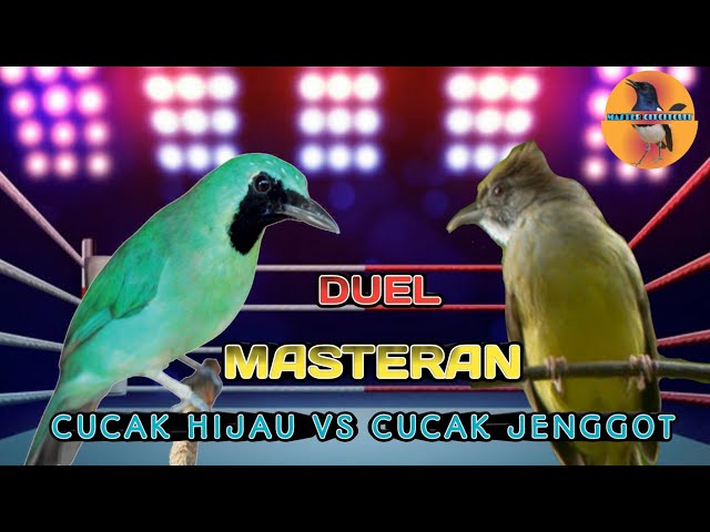 Duel Masteran Cucak Hijau VS Cucak Jenggot class=