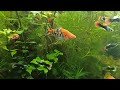 Часть 2 . Аква Хатка / маленький мир