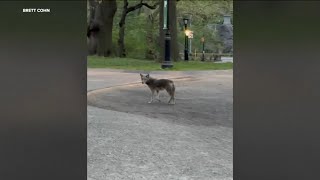 Man describes seeing wild coyote in Central Park