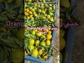 Orange Harvesting جني البرتقال Orangecounty Orange Citruscounty الحوامض البرتقال 