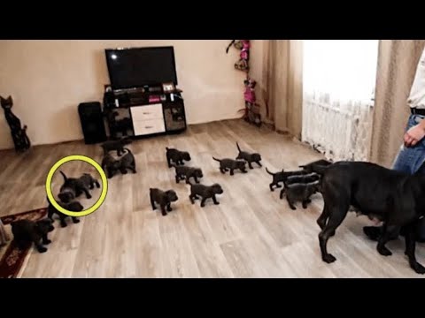 Собака родила 15 щенков! Ветеринар присмотрелся к ним и побледнел
