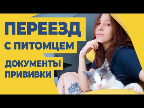 Эмиграция с питомцем. Подготовка домашних животных и документов к переезду