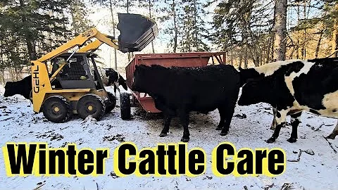 Winter Cattle Care/Feeding and Bedding our Dairy Heifers and Dry Cows/Gehl Skid Steer Running