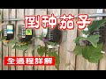 倒種茄子 | 回收的塑料瓶種茄子 | 節省空間樂趣無限 | 陽臺分分鐘變菜園 planting eggplants upside down in plastic bottles