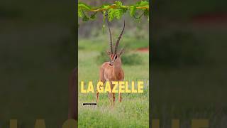 Description de la gazelle :Expression écrite en français -5ème année primaire.#gazelle #الخامسة