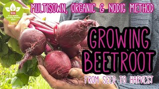 Growing Beetroot | Multisown | Seed To Harvest  Complete Growing Guide