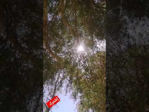 صوت زقزقة العصافير 