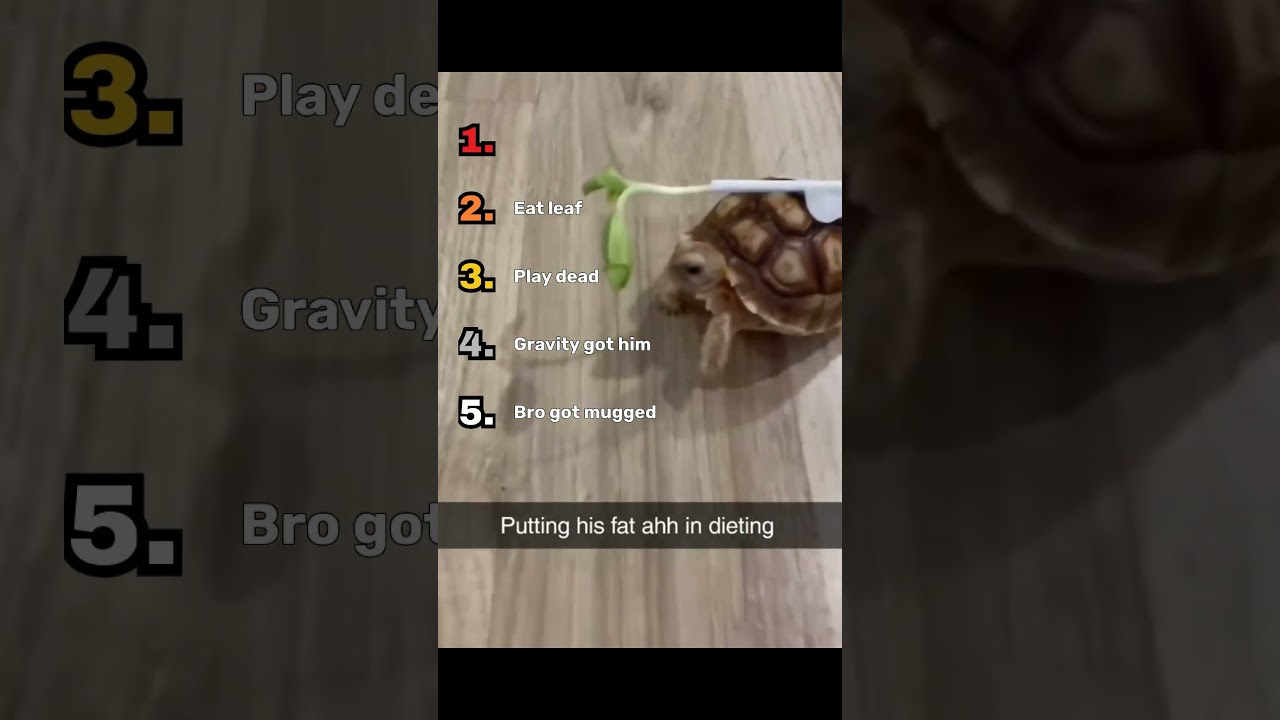 In this short I look for funny animal clips and upload them for a ranking short