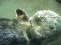 Otters holding hands