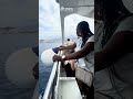 Tenerife costal cruise || Lai ADIS 🎵 #youtubeshort #tenerifeisland