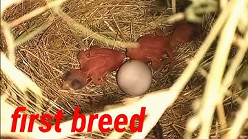 java first breed of this season/ @fascinating birds