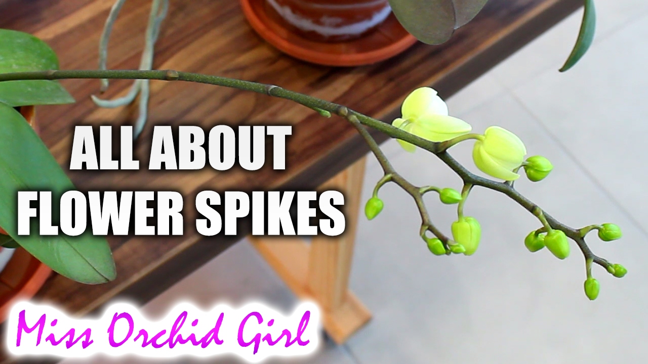 All About Phalaenopsis Orchid Flower Spikes Youtube,Chinese Gender Calendar