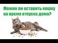 Можно Ли Оставить Кошку На Время Отпуска Дома / Как Долго Кошка Может Жить Одна / Био-Вет