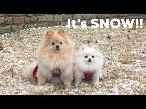Puppy's first time in the SNOW!