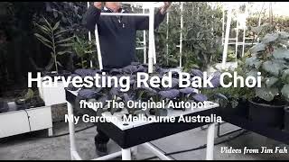 Episdoe 24 - Red Bak Choi On Autopot Caplus Trays .. From The Original Autopot