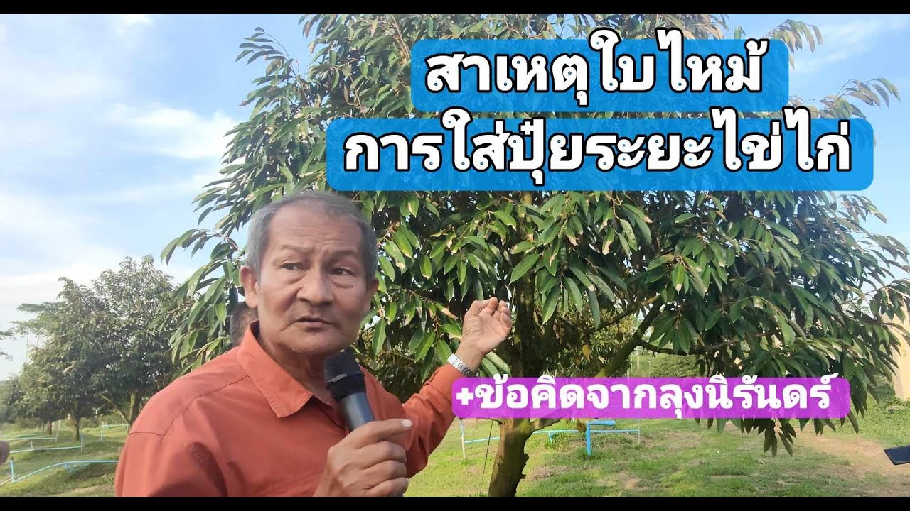 NR-EP117 ลงแปลงเรียนรู้กับลุงนิรันดร์ ข้อสันนิษฐานใบไหม้ การใส่ปุ๋ยระยะไข่ไก่  ข้อคิดจากลุงนิรันดร์