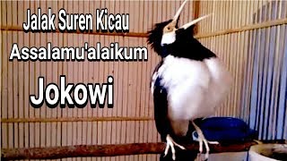 Viral!!! Jalak Suren Kicau Assalamu'alaikum Jokowi