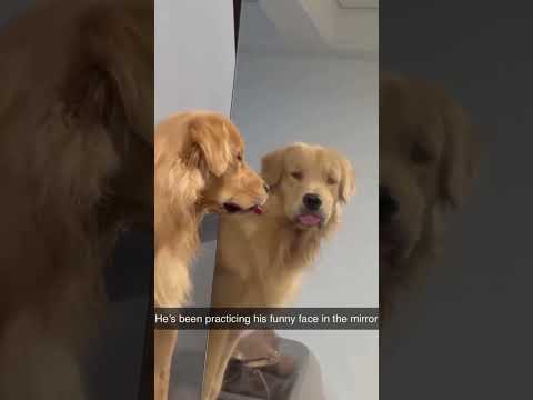 Hilarious golden retriever momonts!!!