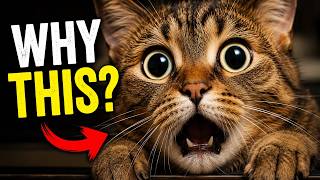 12 Weird Cat Behaviors Explained