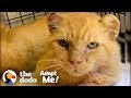 Feral Cat Goes From Hissing To Purring | The Dodo Adopt Me!