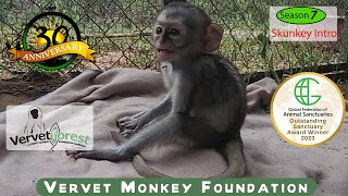 Skunkey Foster monkey moms get to choose their orphan babiies