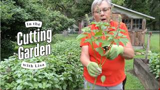 In The Cutting Garden With Lisa Ziegler | Basil