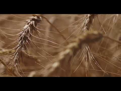 Video: Kuzgi bog' - O'rim-yig'im mavsumini qanday uzaytirishni o'rganing