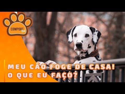 Vídeo: Como Impedir Que Um Cachorro Fuja