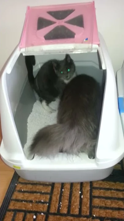 Watch the video about Together on the liter......Maine Coon and Maine Coon half Russian Blue