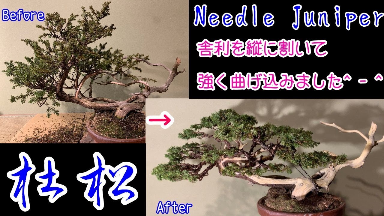 杜松の盆栽の改作作業^ - ^How to create a Needle Juniper
