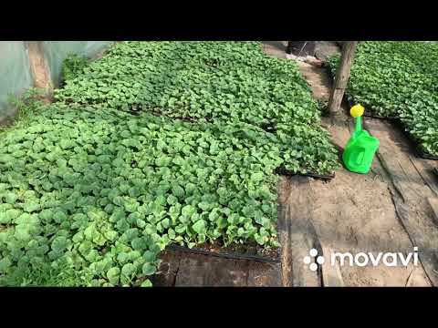 Высадка рассады дыни (Лада)