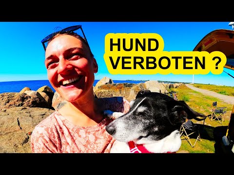 Video: Einen Hund mit nach Norwegen nehmen: Regeln und Vorschriften