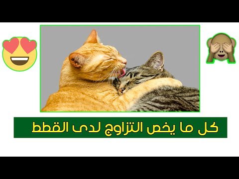 فيديو: كم من الوقت يستغرق القطط للتزاوج